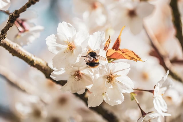 A bee makes the most of the cherry blossom.