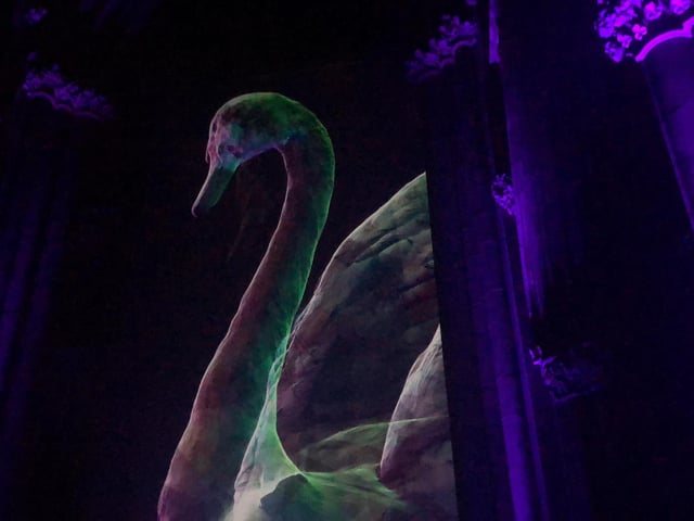 The swan floated around majestically.