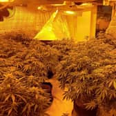 From the sound of fans humming endlessly to looking for snow on the roof, here is how to spot a cannabis factory on your street.