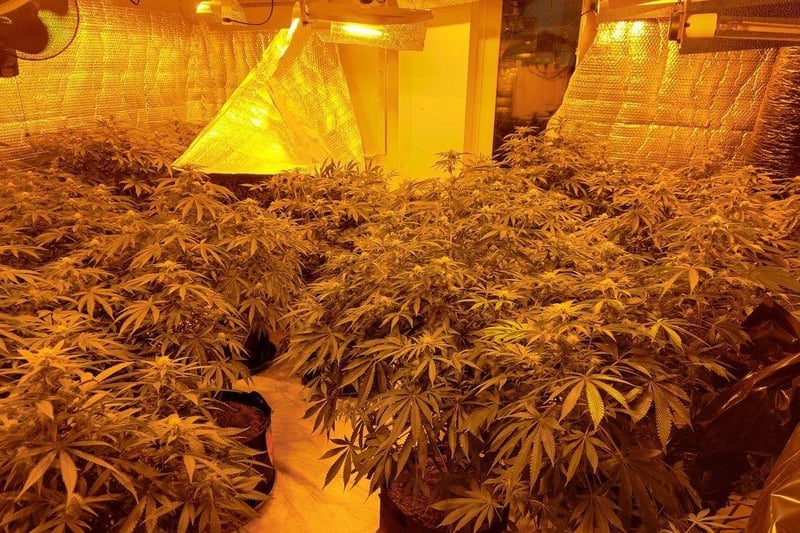 Strong odours – Cannabis crops take around three months to grow, odours can be potent in the final weeks. Picture by Bedfordshire Police.