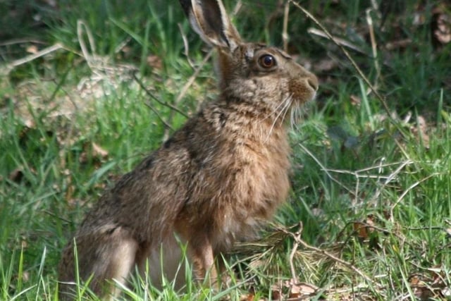 Sarah Hilton captured this photo of a 'beautiful big hare' in woodland close to where she lives in the Peak District.