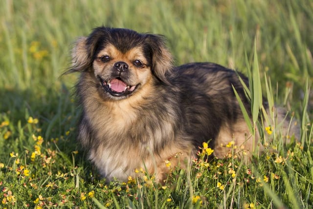 This breed of dog has a gentle and calming, yet playful temperament. They are also worthy competitors in dog sports like agility, rally, and obedience (Photo: Shutterstock)
