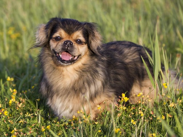 This breed of dog has a gentle and calming, yet playful temperament. They are also worthy competitors in dog sports like agility, rally, and obedience (Photo: Shutterstock)