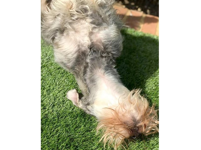 Ally Exton, from Emsworth, sent in this picture of her dog Otis, who enjoyed a spot of sunbathing in the garden.