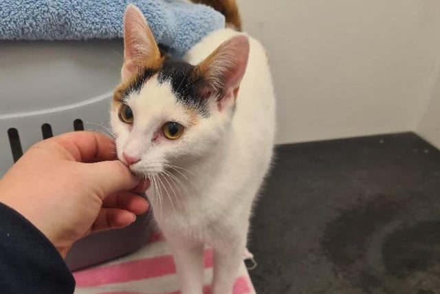 The white and torti Domestic Shorthair crossbreed is approximately six-twelve months old. Once she gets to know you, Dolly is a very loving and playful cat. She is gorgeous and well socialised around dogs and cats.