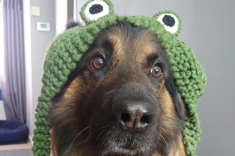 June Daly took this picture of her dog in some unusual headwear.