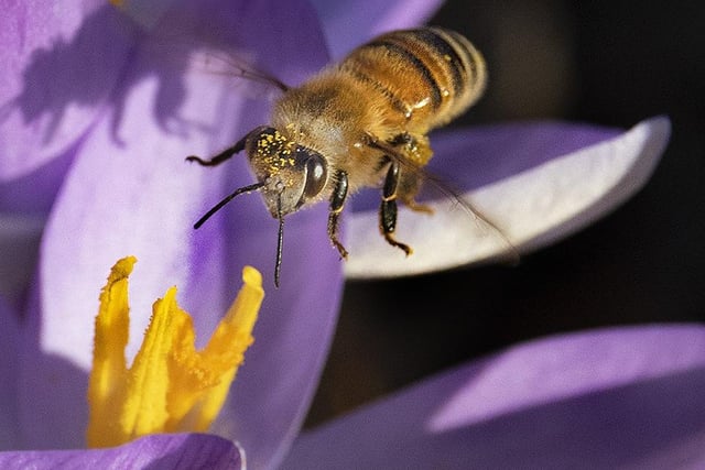 Honey Bee on Crocus in Botanical Gardens by John Scholey