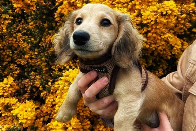 Stanley, a long-haired miniature daschund who lives with his human Fiona Jackson