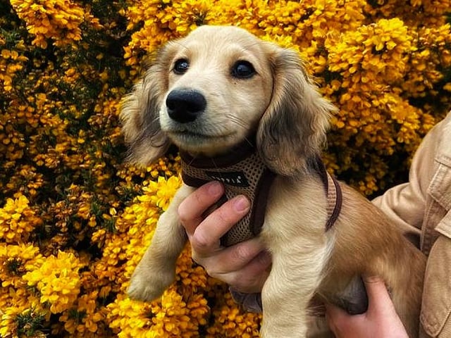 Stanley, a long-haired miniature daschund who lives with his human Fiona Jackson