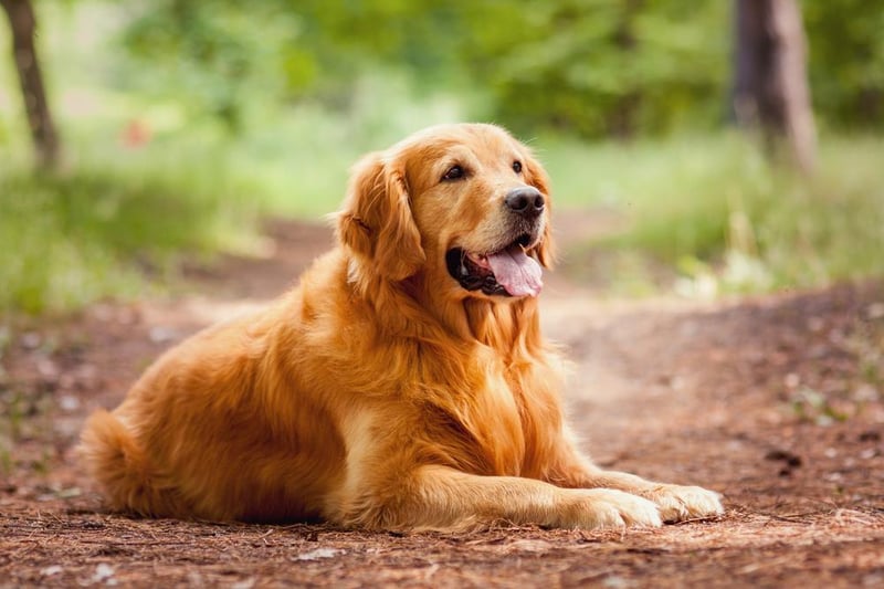 Golden retrievers also proved popular, taking fifth place with 246,000 Google searches.
