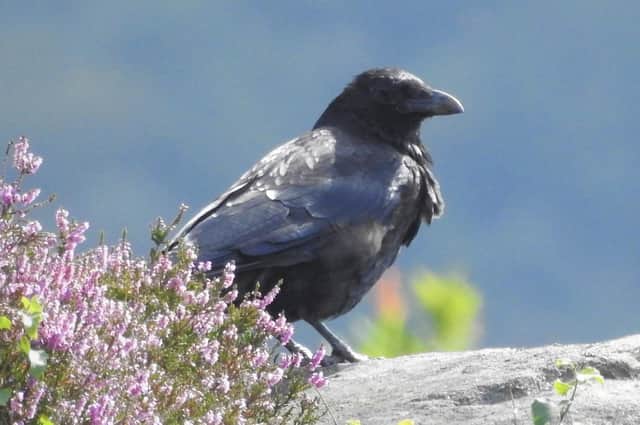 A juvenile raven