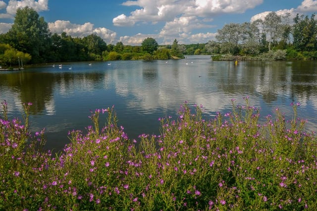 Ferry Meadows, located in Nene Park, allows dogs the chance to stretch their legs on the meadows or even enjoy a woodland walk.  There are no ‘dogs on leads’ rules in Nene Park, except from the play areas at Ferry Meadows and the car parks.