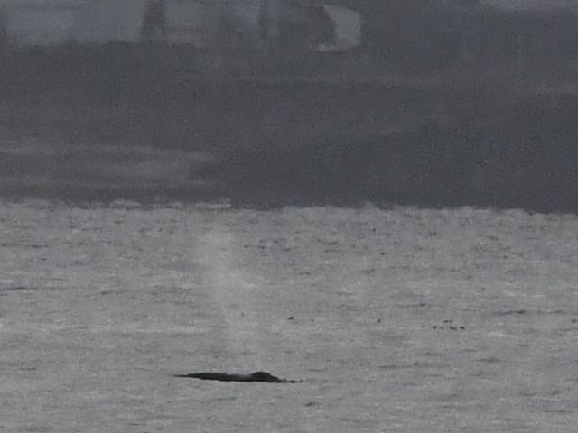 The whale spouts in front of Edinburgh.