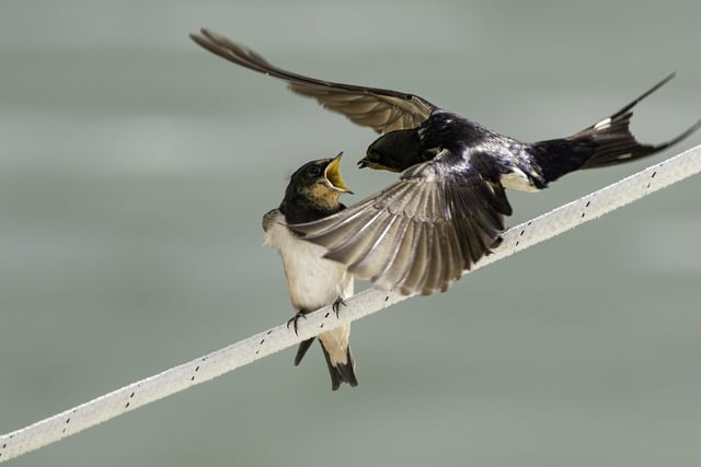 Hoghly commended - Swallows feeding in Walton, Essex.
