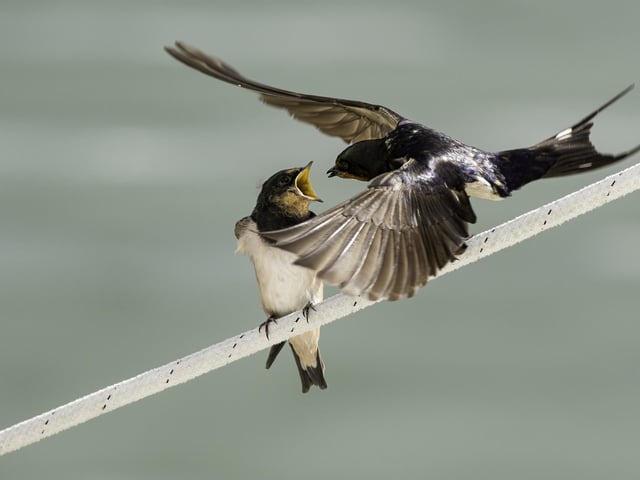 Hoghly commended - Swallows feeding in Walton, Essex.