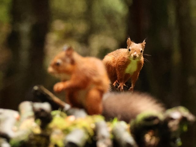 Red squirrels at Argaty, near Doune. The one at the back is looking to jump over beside it’s pal and is obviously trying to decide if there was enough room.