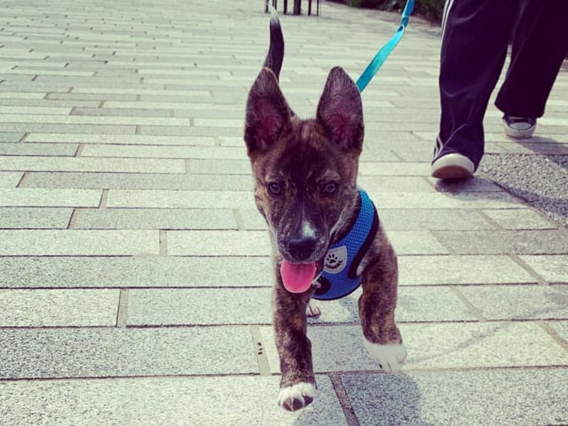 Alan, a cardigan corgi x husky, has been livening up lockdown for Christopher Gaunt and family