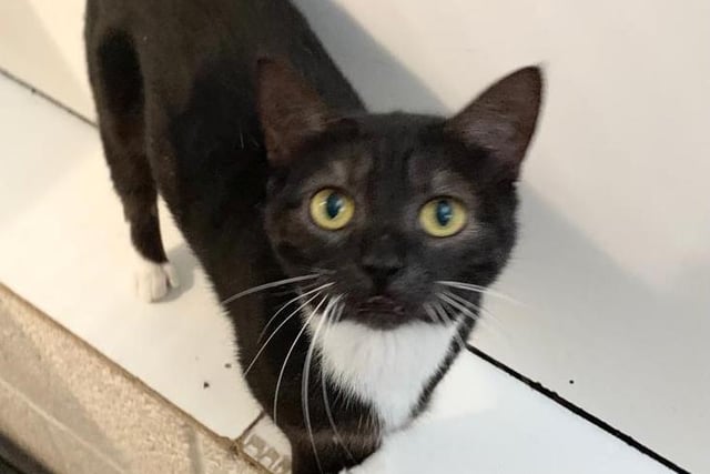 A friendly and talkative girl, Dolly was found wondering the streets after giving birth to a litter of kittens at a very young age and is now looking for a new family. Coming off the streets scruffy but friendly, she would be ideal as part of a loving family and will spend most of her time in and around the house.