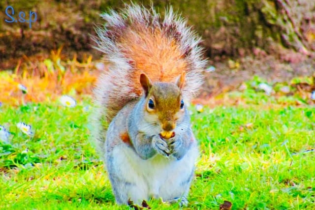 Samantha Marshall posted this photo of a squirrel eating its food.