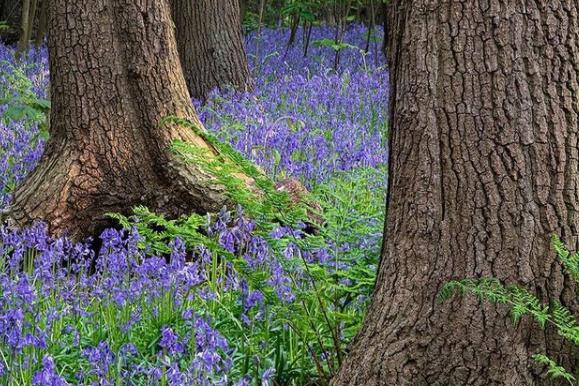 A carpet of bluebells from @britishcoastline.