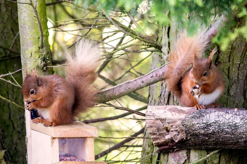 Squirrels live mostly high up in trees and build nests - called dreys -  in the forks of branches. Often two or three dreys are in use at any one time; these may be close together or wide apart, depending on the squirrels' range.