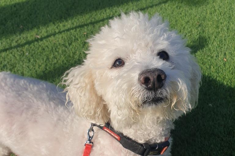 Breed Bichon Frise
Sex Male
Age 10 years 4 months.
Toby is a complicated little chap who will need a very understanding new family. His new home will ideally have a large garden space where Toby can potter - he has on going medical issues for which he will need ongoing treatment. His new owners should have experience with dogs and will need to visit the Sanctuary several times to build a good relationship with him. Toby should have his own space in the house where he can be left to sleep and eat - he should live with adults only (maximum 2) and must be the only pet in the home. Toby is very affectionate on his terms! but certainly not a lap dog. He has had a very sheltered life so it does take some time to gain his trust. Please email info@thornberryanimalsanctuary.org to request an enquiry form.
