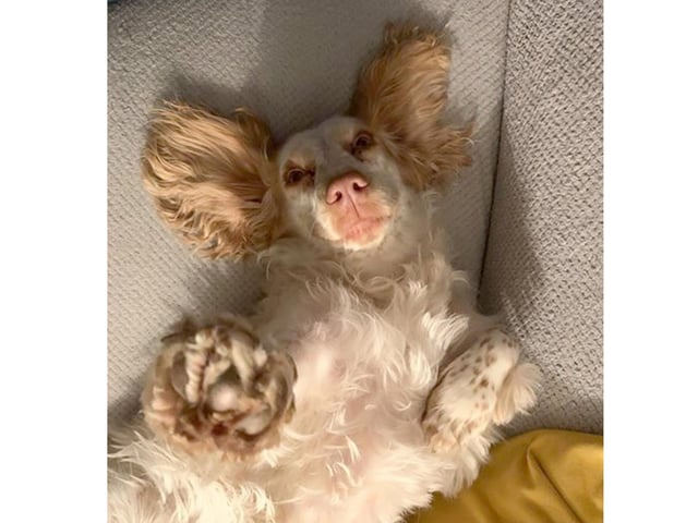 Nikki Appleton from Stamshaw, sent in this picture of her Cocker Spaniel, Dottie.