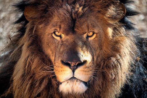 There is always something new for you to enjoy at the much loved Yorkshire Wildlife Park. A bank holiday is the perfect excuse to further explore the park this weekend.