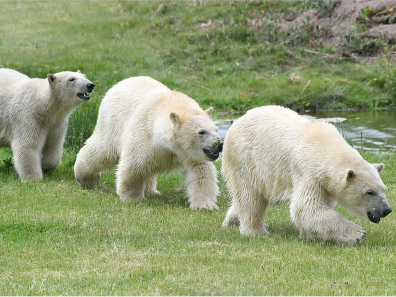 A mother and her three cubs have arrived in Doncaster.