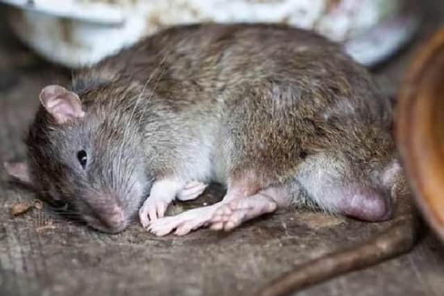 A resident on the Ballifield estate in Sheffield says his home is infested with rats (Photo: archive picture)