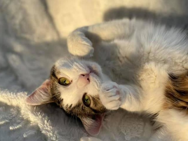 Adorable Nellie shared by Abigail Jones.