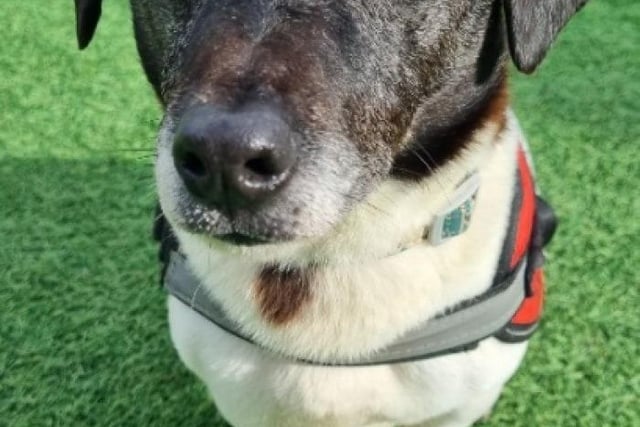 Radley is a 10-year-old Jack Russell who is very active and best suited to a "terrier savvy" home. He does get worried when left home alone so would be a great companion for someone who spends most of their time in the house.