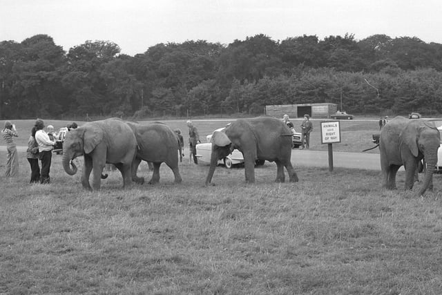 The elephants meet visitors to the park 46 years ago.