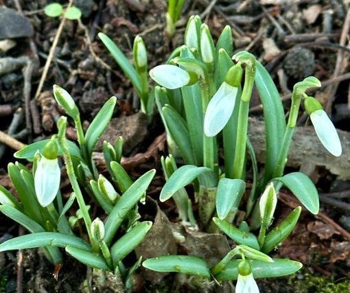 Snowdrops by @JohnH14458271