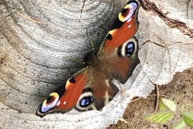 Peacock butterfly taken by Andy Wood