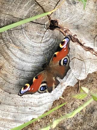 Peacock butterfly taken by Andy Wood