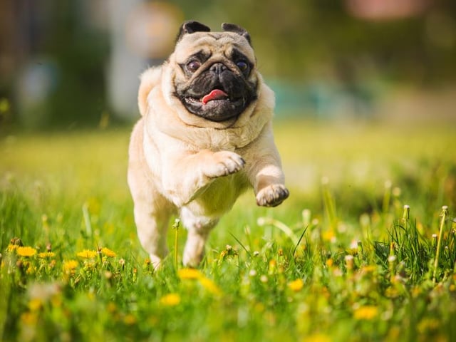 Pugs are dogs that love to give love and be loved. They enjoy cuddling up on their human's lap and will show their affection in an abundance of ways (Photo: Shutterstock)