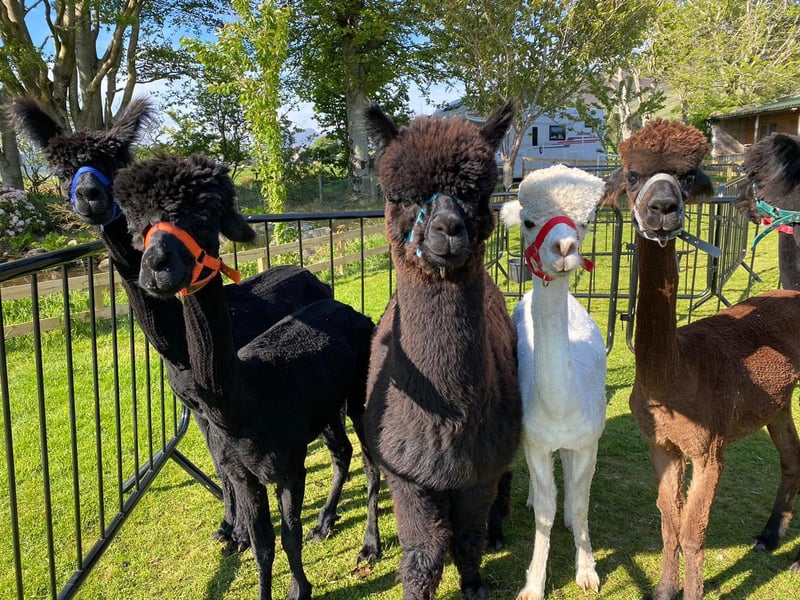 Arran Alpacas is based on a small farm which also provides glamping facilities 15 minutes away from Broddick on the Isle of Arran. They only opened last year and offer big 90 minute treks and wee 60 minute treks, as well as playtime sessions where you can feed and pet the animals. Find out more at www.arranalpacas.co.uk.