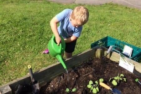 One of the pupils at Arbourthorne Community Primary School helping out at the school's allotment which provides free vegetables for families