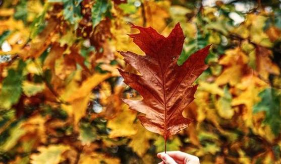The ground is littered with brightly coloured leaves. Taken by @gemmasutherland_photography