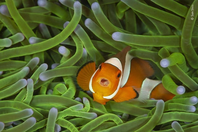 A clownfish, by Sam Sloss, which is a 2020 category prize winner at the Wildlife Photographer of the Year competition. 
