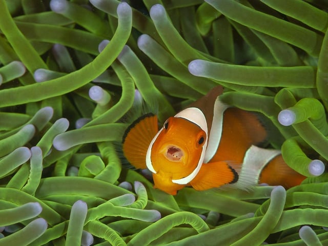 A clownfish, by Sam Sloss, which is a 2020 category prize winner at the Wildlife Photographer of the Year competition. 
