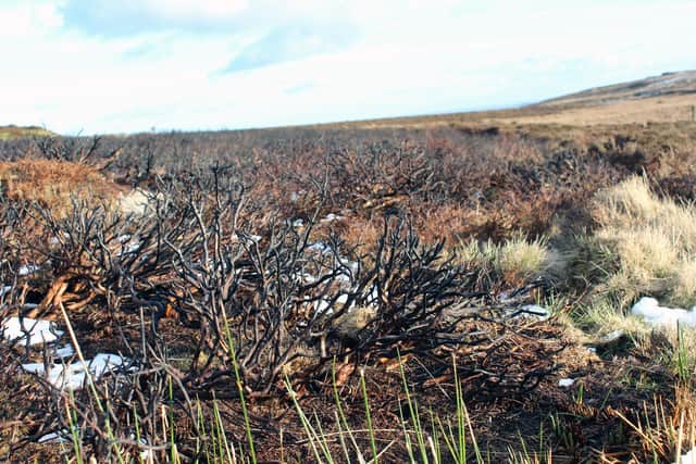 Grouse moor burning. Sheffield Council has called for a complete ban on the practice over concerns about climate change and flooding but the Moorland Association says some controlled burning was crucial.
