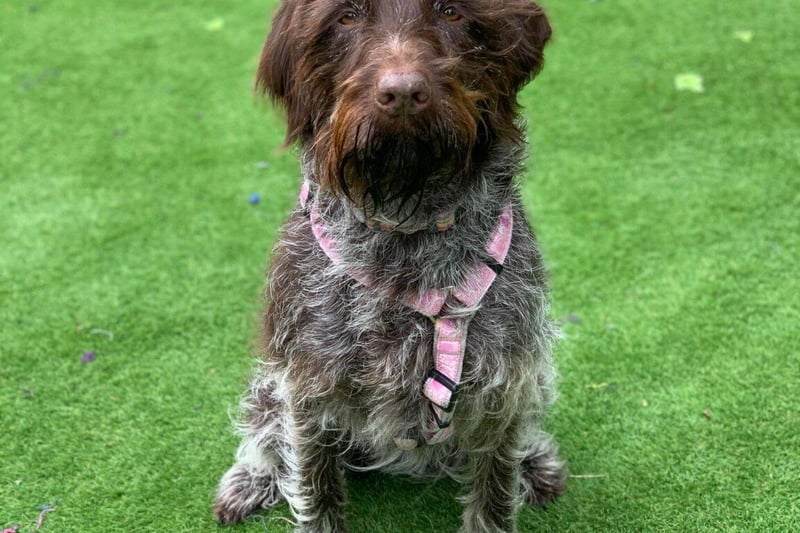 Beautiful Freya is looking for her dream five-star home. She is a 10-year-old Korthals Griffon (Wirehaired Pointer-type gundog) who has been very loved and well cared for in her previous home. Freya is needing to find a new home due to not getting on with another dog she lived with, and needs a PET FREE home, although she is OK to walk with dogs out and about. She is a very, very sweet girl who is still active and loves to be off her lead chasing her beloved tennis ball! Freya gets upset if she is left (she has never been left before), so does need a home where she won’t be left alone, and would need to sleep upstairs in the bedroom with her new owners. She is housetrained, travels well and is generally a very well-behaved girl. She is raw fed, and has been used to this diet her whole life, so this is something that will need to be continued in her new home. Freya is a very special girl, who needs to find a family who will give her the very best retirement. We are ideally looking for a family who have Pointer (or similar breed) experience, but this is not essential. ** PLEASE NOTE: FREYA IS IN A FOSTER HOME IN THE HUDDERSFIELD AREA **