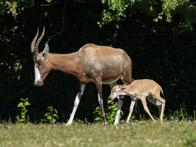 Blesbok.