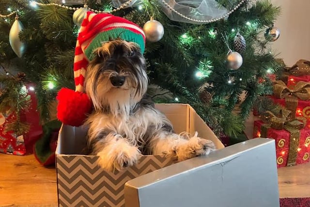 All I want for Christmas is a gift-wrapped schnauzer (photo by Agi Peto)