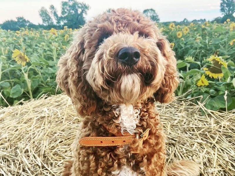 This is Oscar, owned by Sharon Gould.