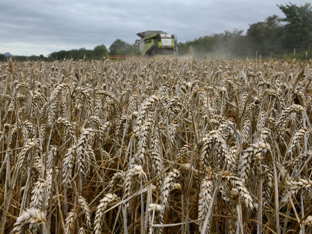 Wheat harvest at Wheatrig Farm, Longniddry.