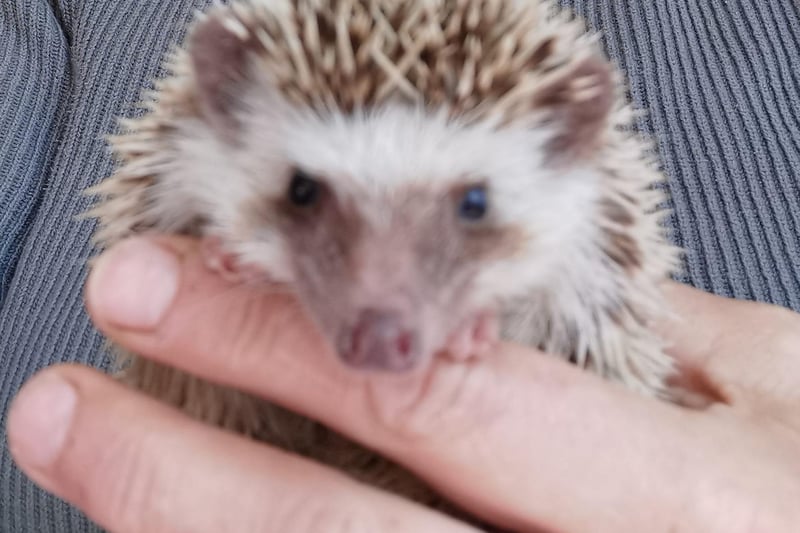 A tiny pygmy African hedgehog - an expensive pet - was found dumped in Mansfield. It sadly died soon after it was found struggling to survive in the cold. At only roughly 16 weeks old this poor little creature been traumatised by his ordeal, and his back legs were paralysed after being abandoned outside.
