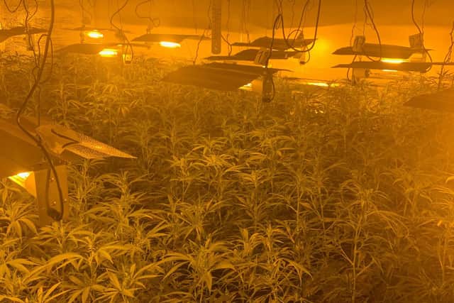 The cannabis factory that was recovered in Page Hall. Picture by Sheffield North East NPT